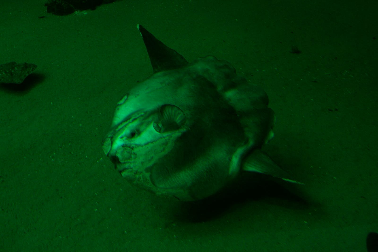 Ocean Café photo 2