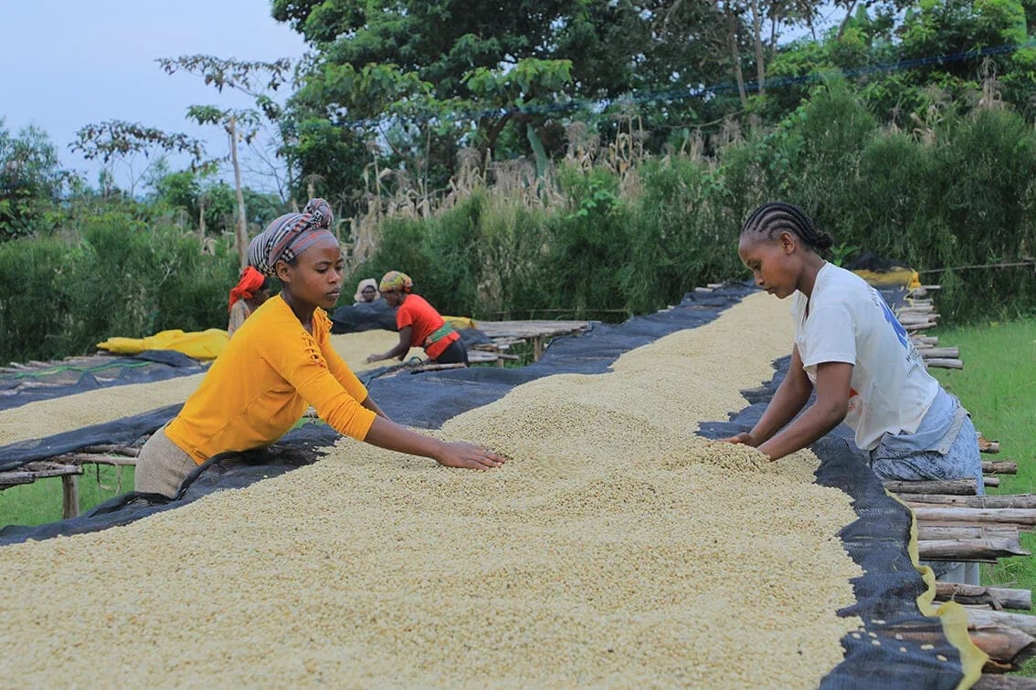 Impact Roasters photo 2