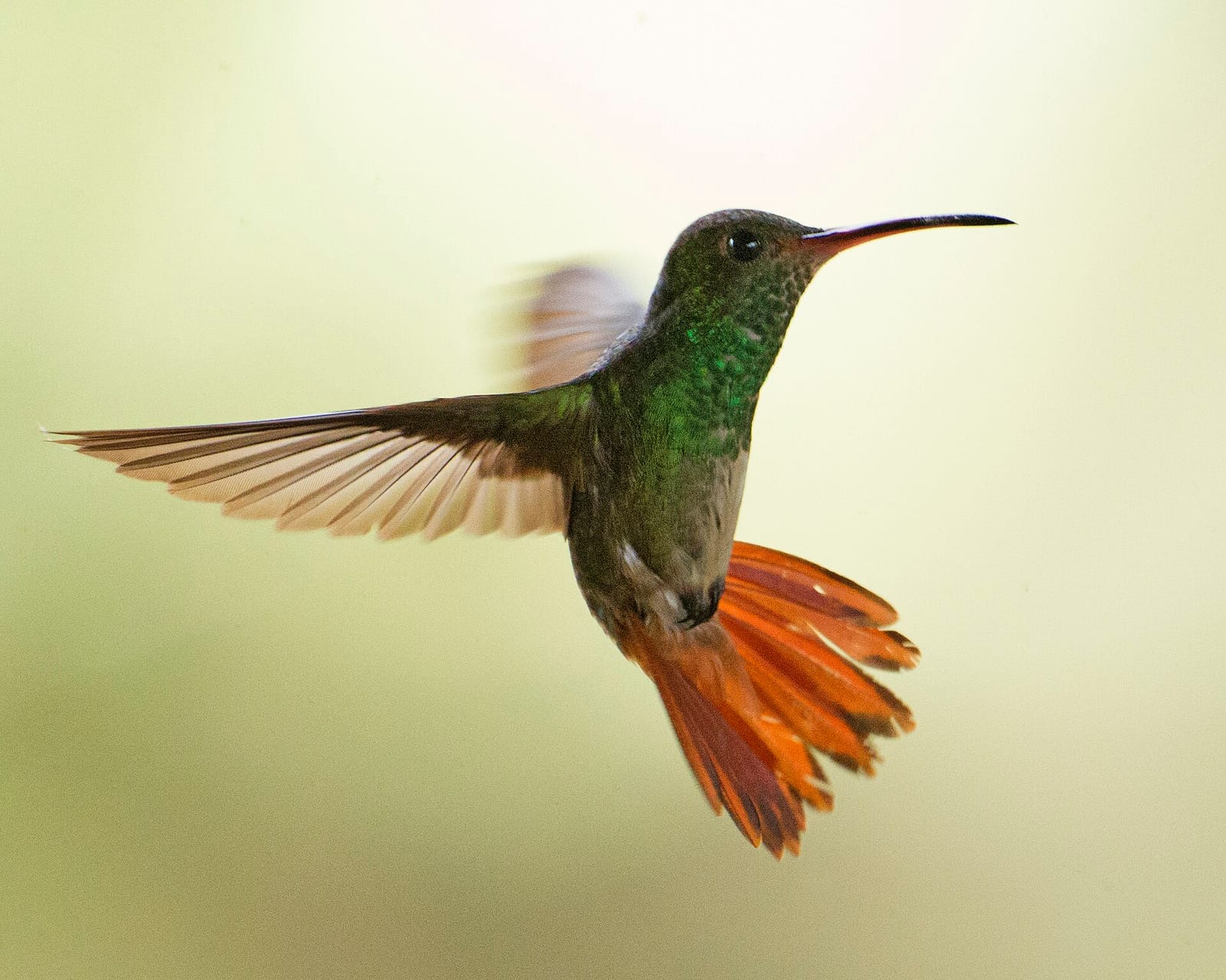 Toucanet Coffee Mindo photo 4
