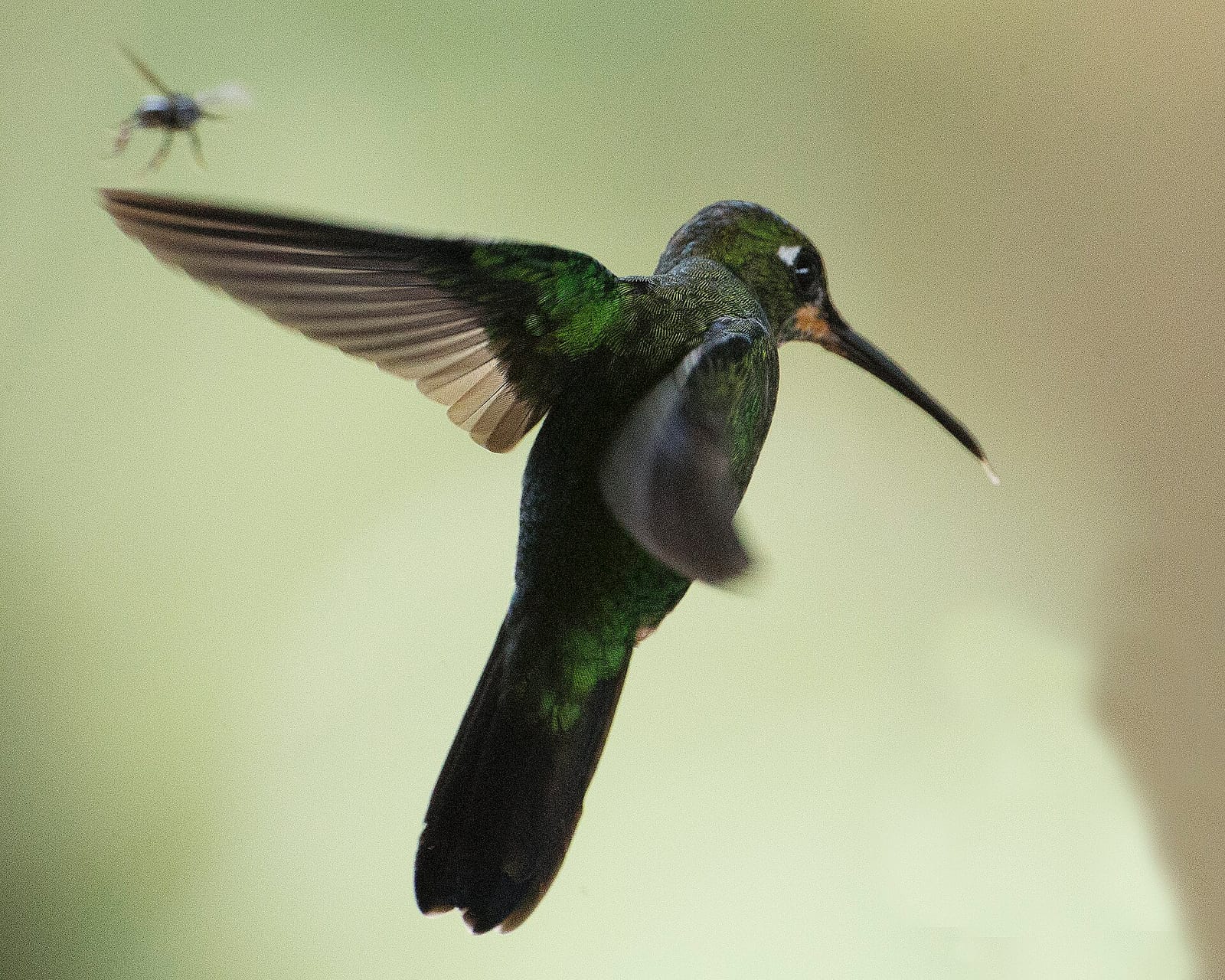 Toucanet Coffee Mindo photo 2
