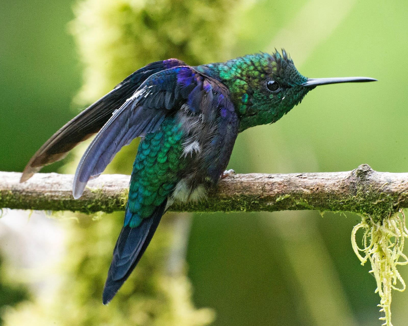 Toucanet Coffee Mindo photo 3