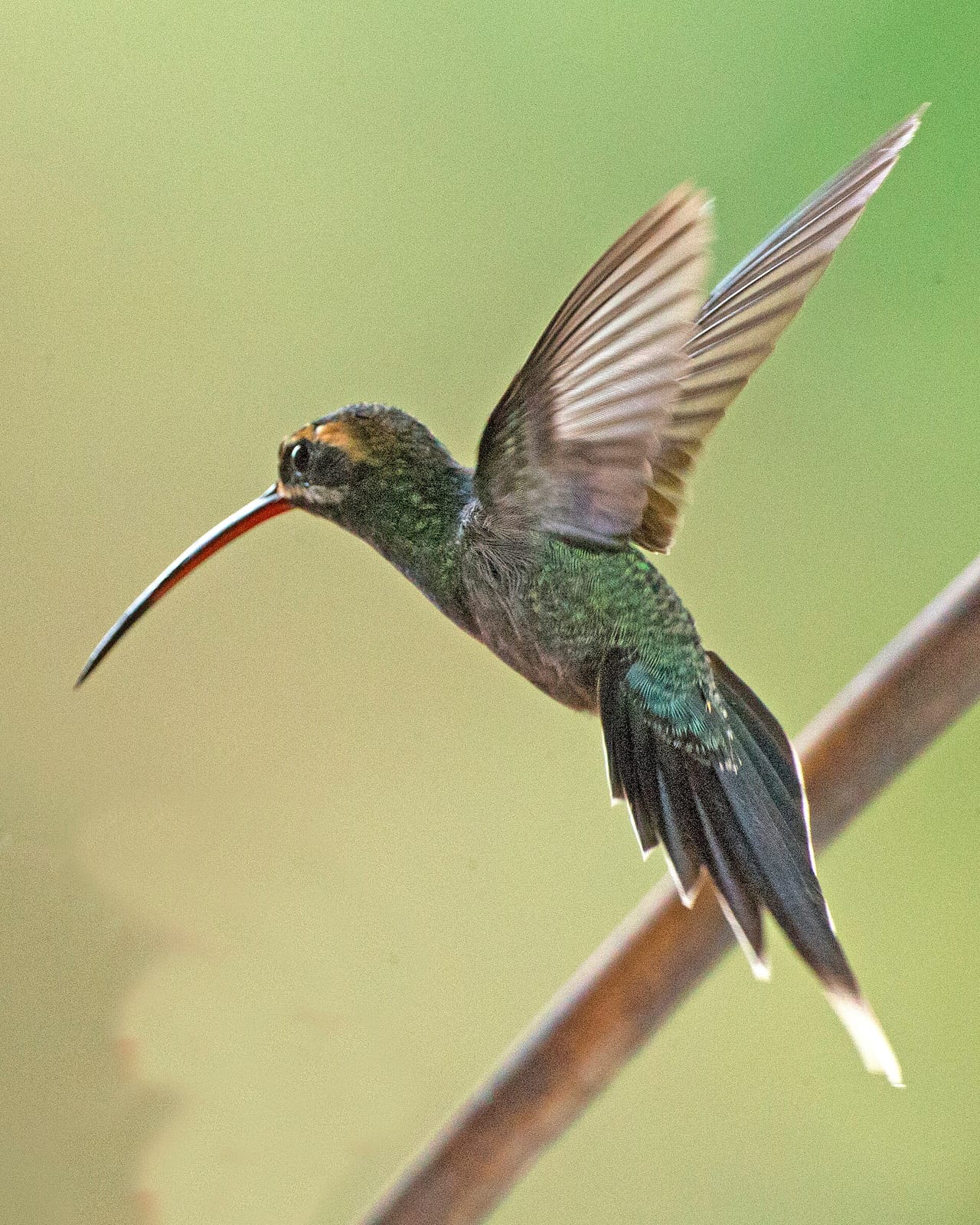 Toucanet Coffee Mindo