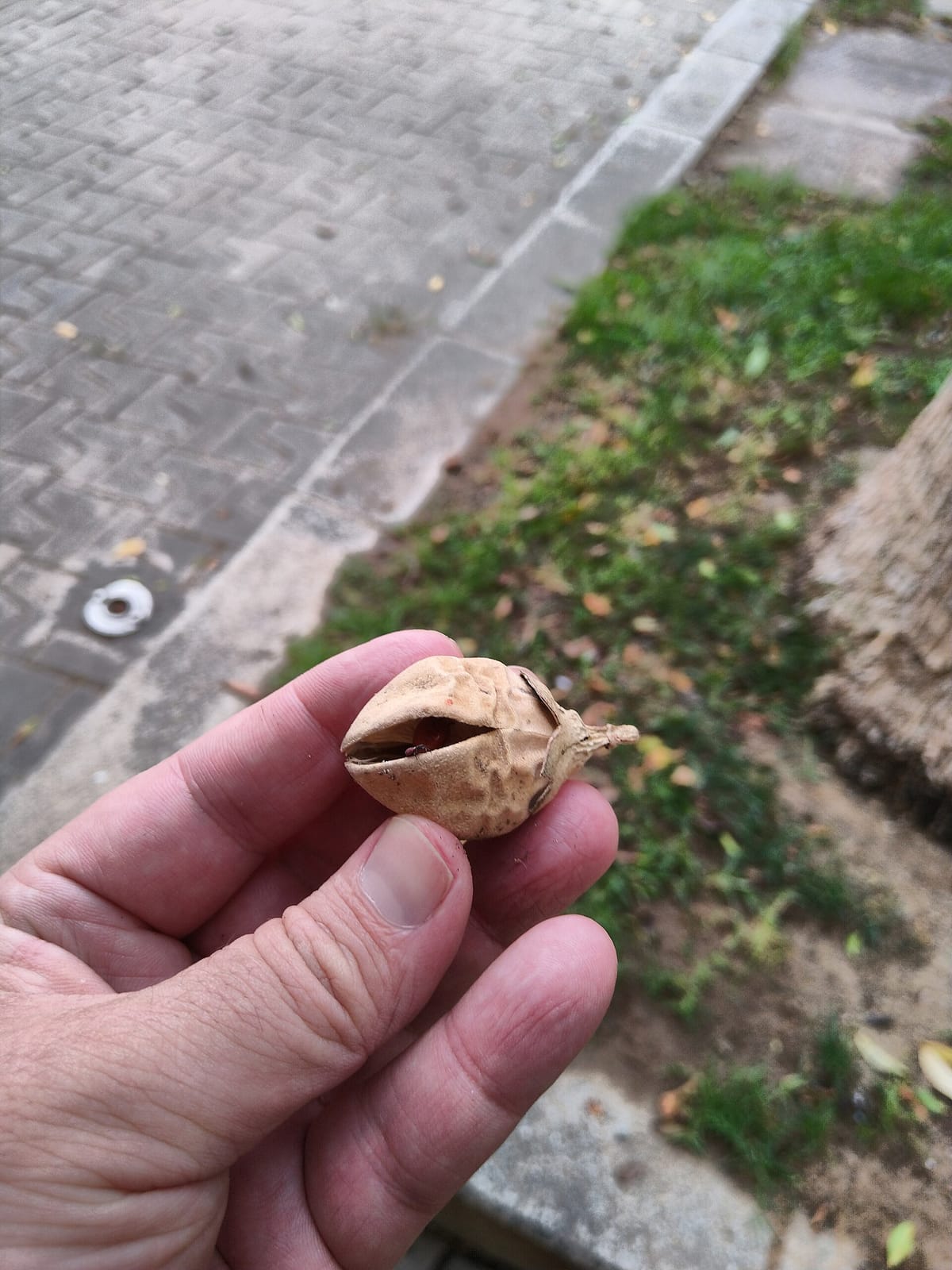 Ti penso io