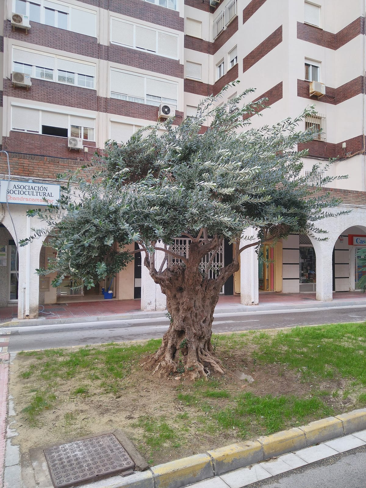 Café bar Liceo photo 4