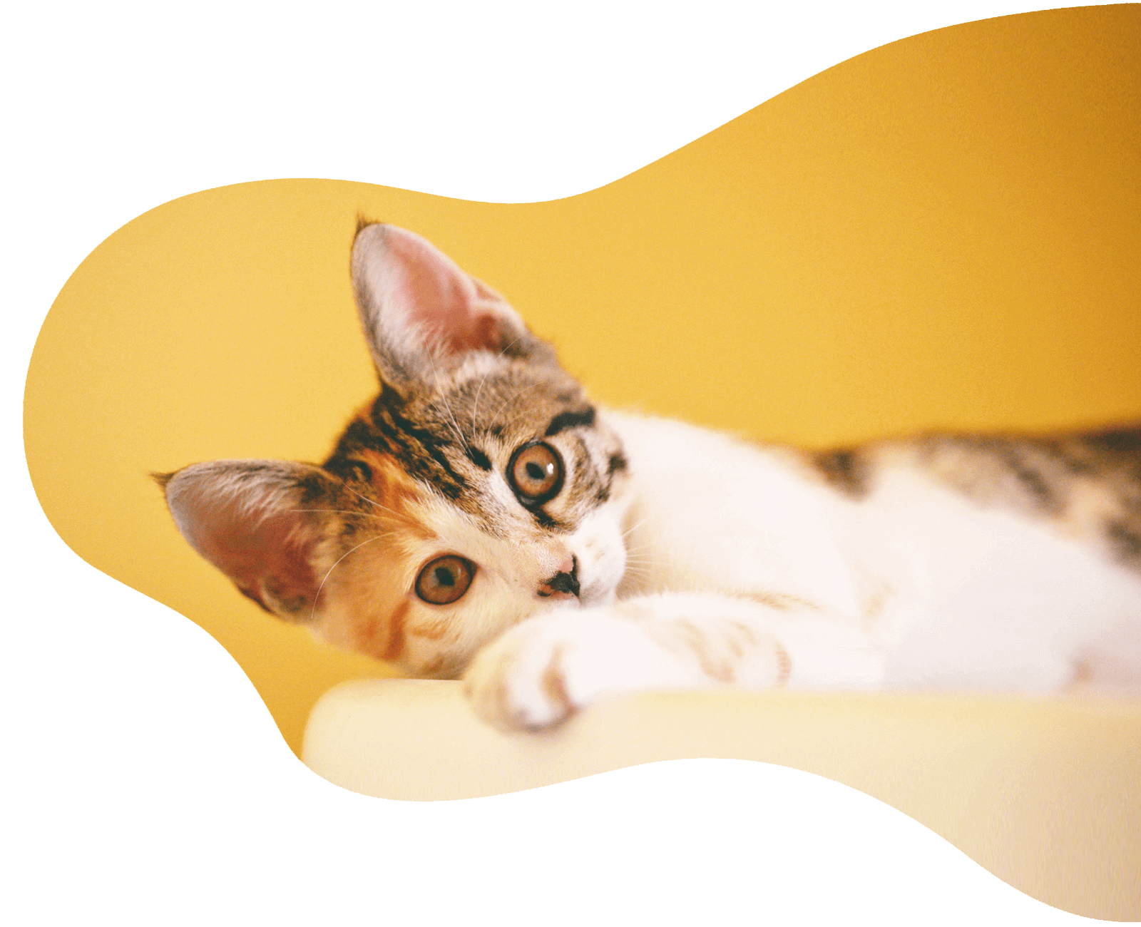 Mixu's Cat Cafe photo 2