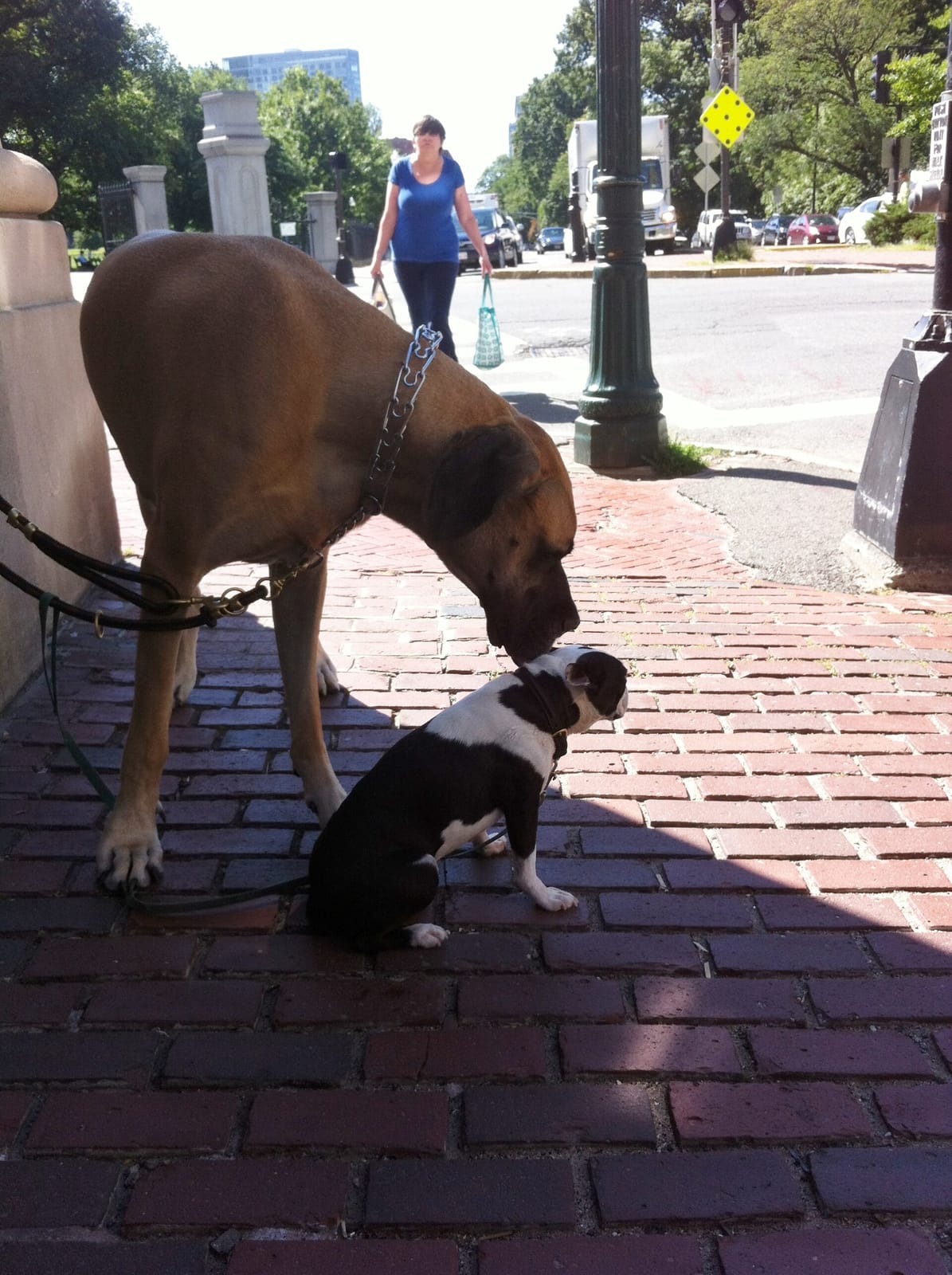 Cobblestones: a Beacon Hill Eatery photo 2