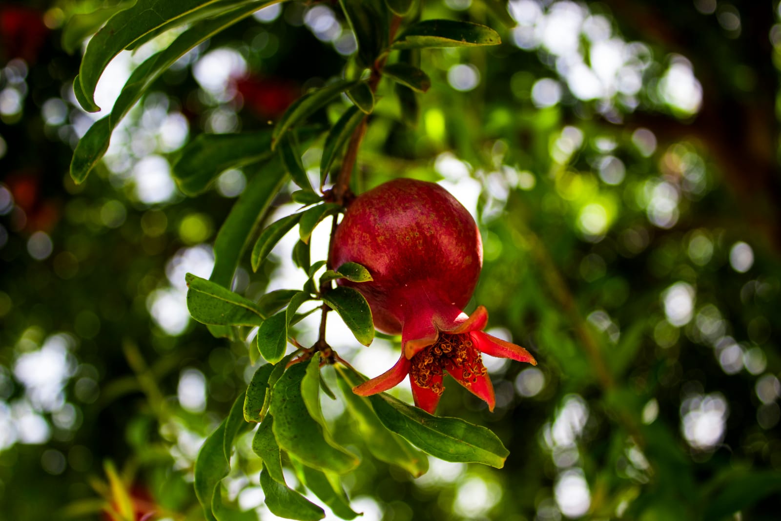 MallorcAmor Farm Sineu photo 3