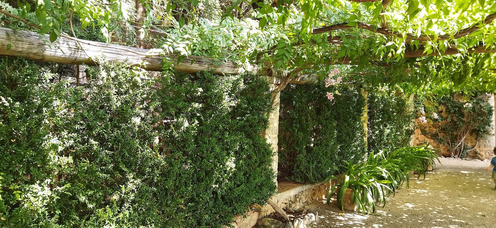 Ses Coves photo 3