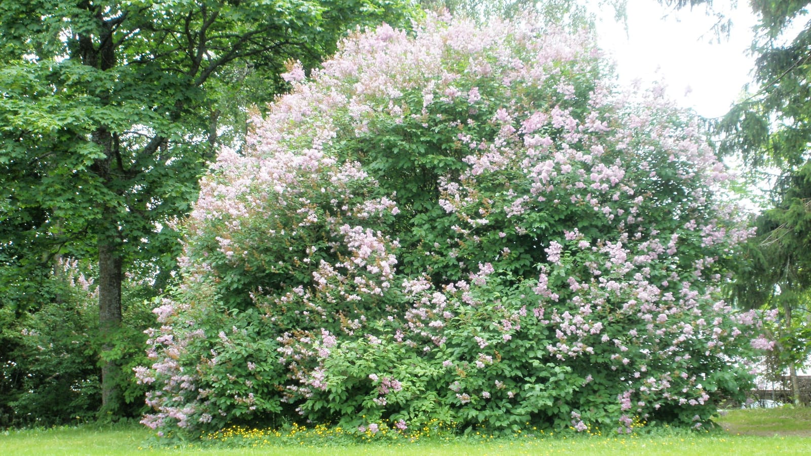 Kartanon Kahvila photo 3