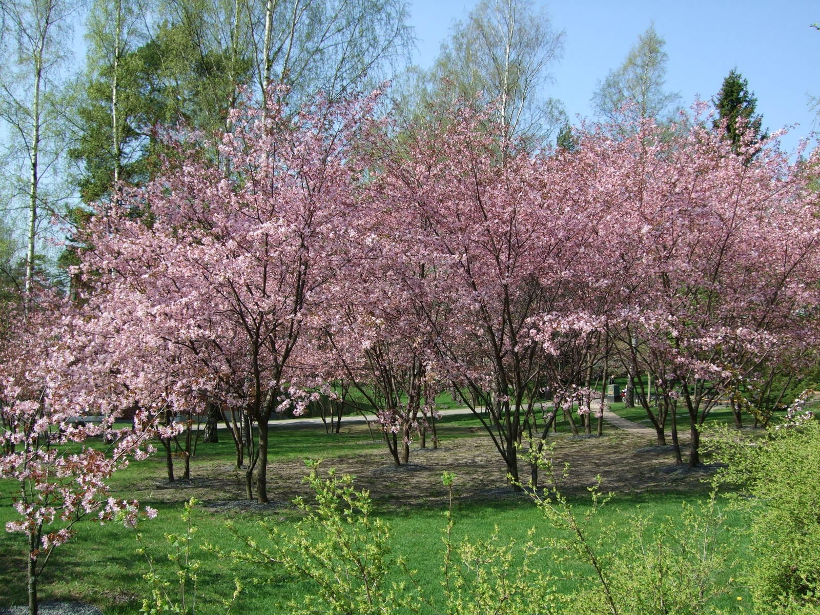 Roihuvuoren Rio photo 2