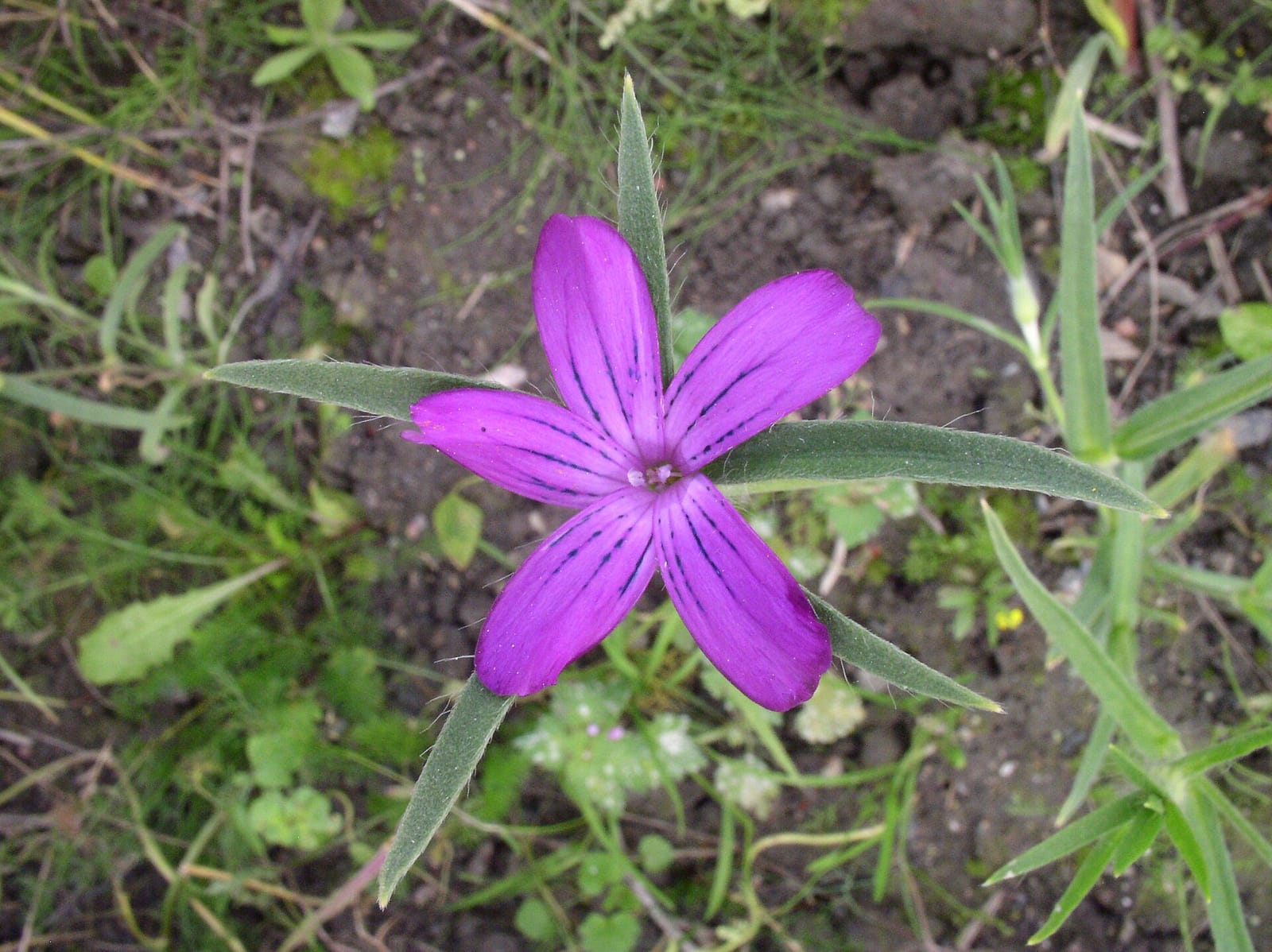 Kahvila Koroinen photo 4