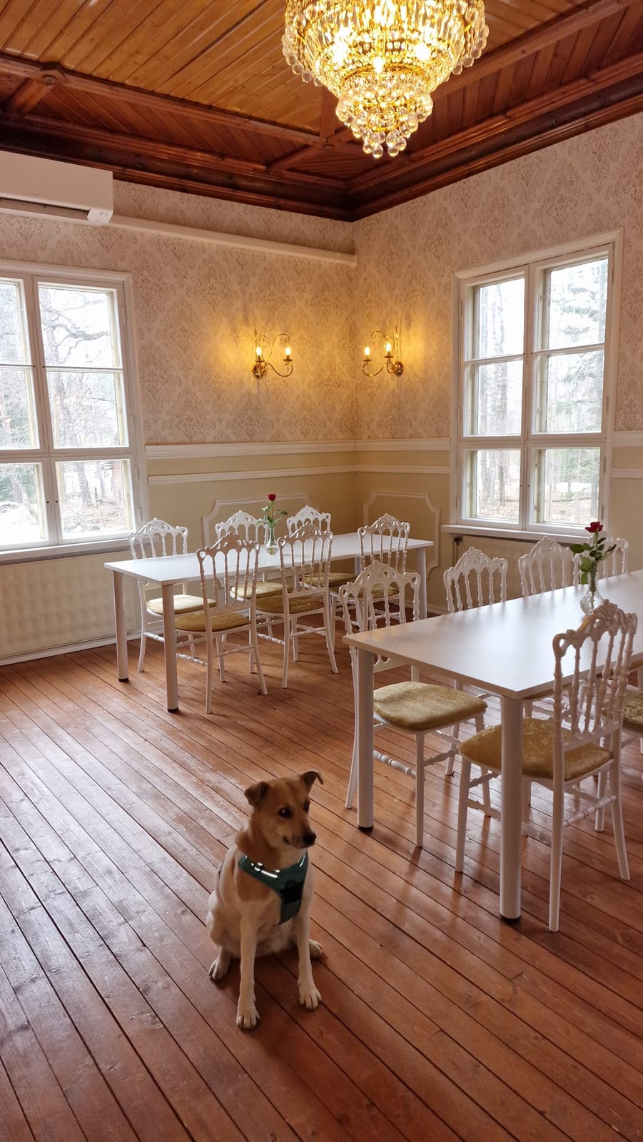 Café Elfvik photo 3