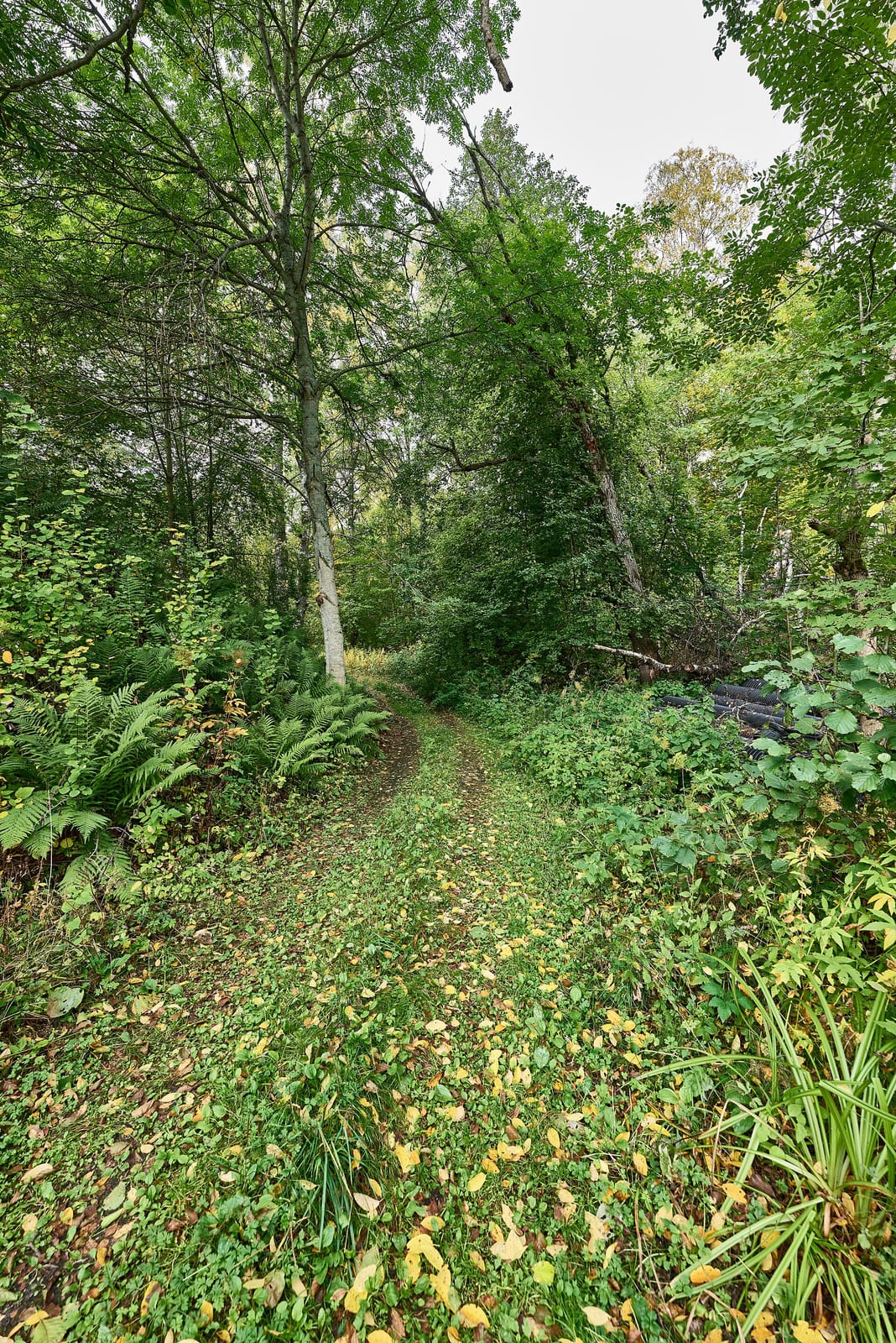 Jäätelökahvila Paja photo 4