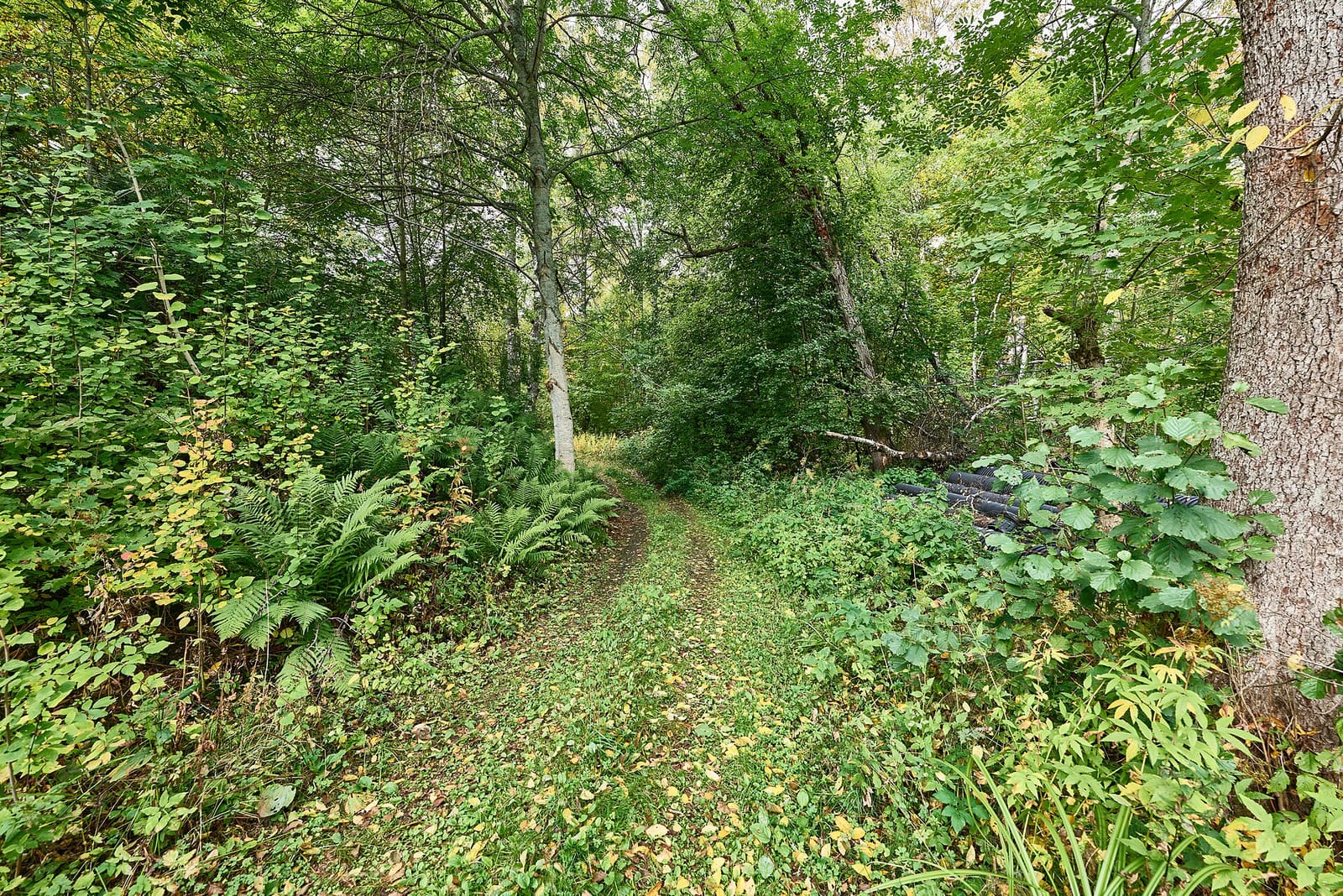Jäätelökahvila Paja photo 3