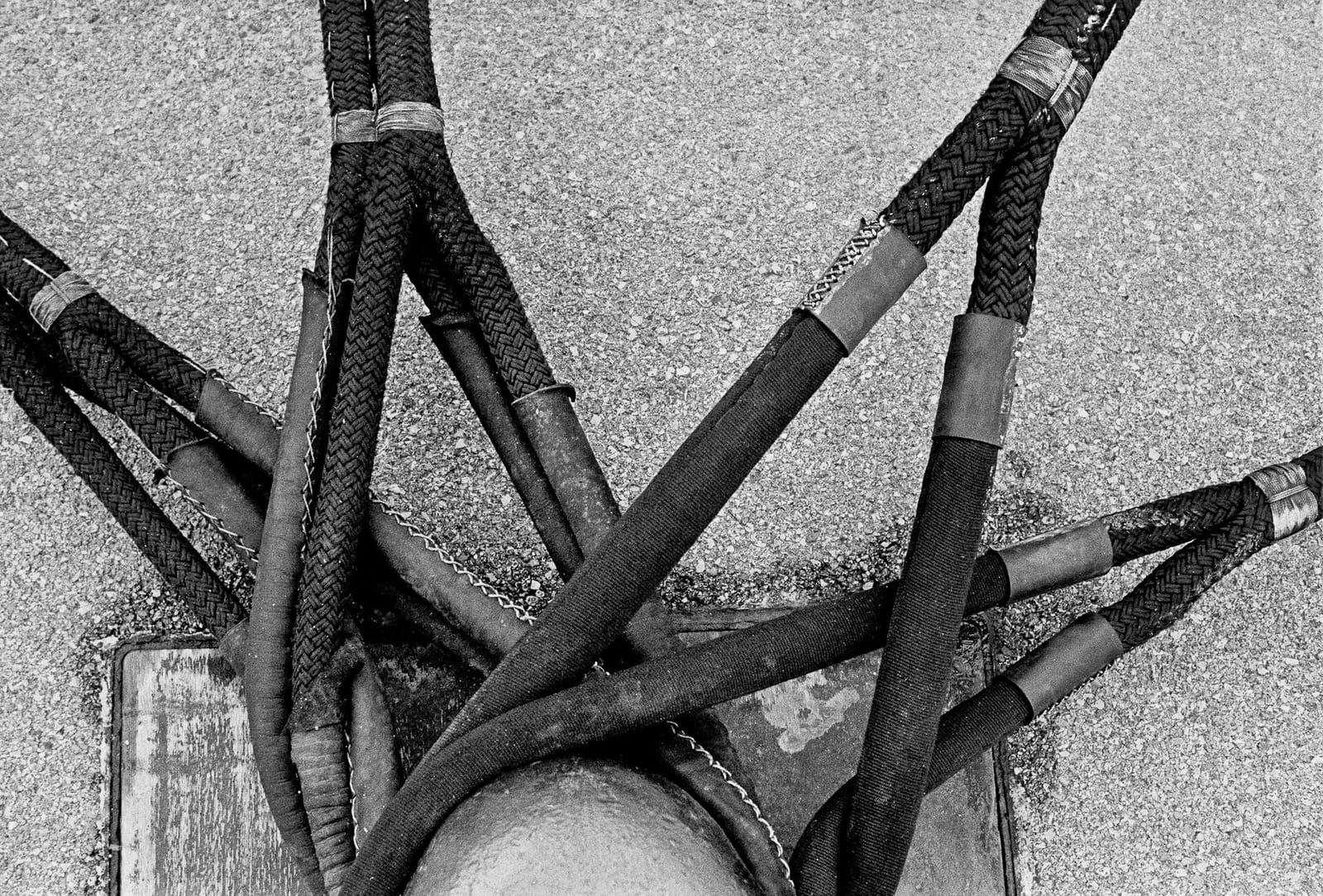 Le Pin Parasol photo 2