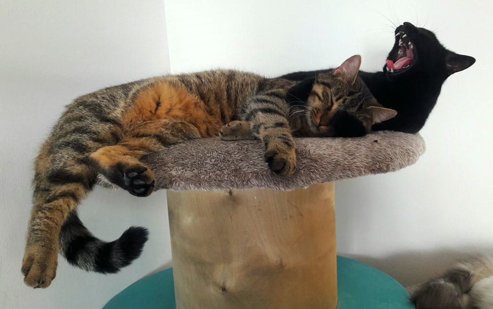 L'instant chat - Cat café photo 6