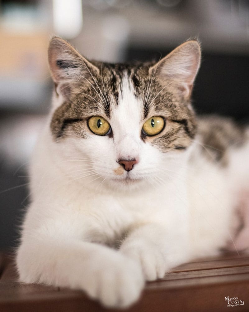 L'instant chat - Cat café photo 3