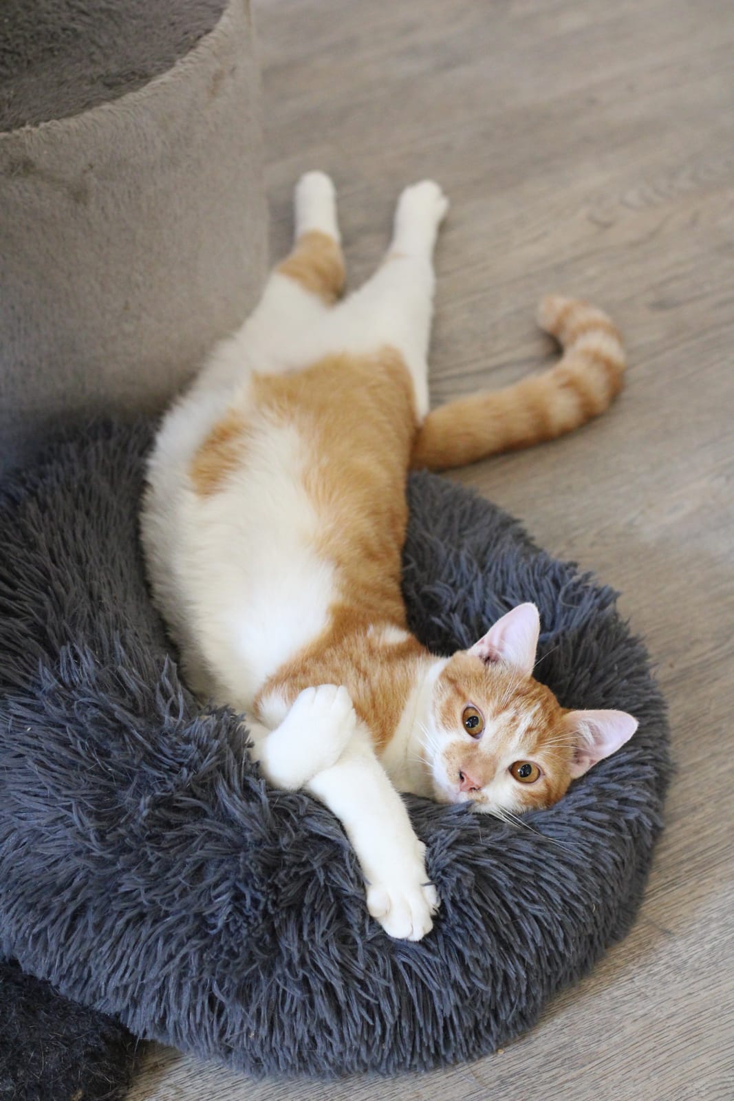 L'instant chat - Cat café