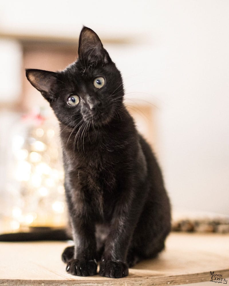 L'instant chat - Cat café photo 5