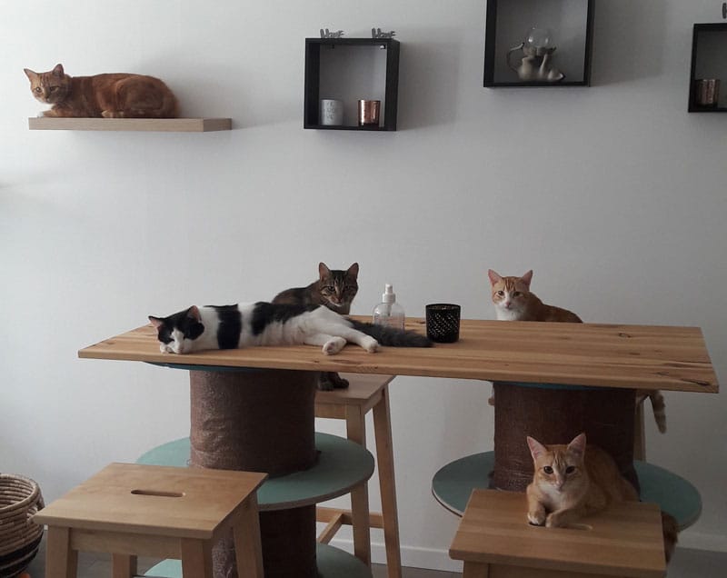 L'instant chat - Cat café photo 7