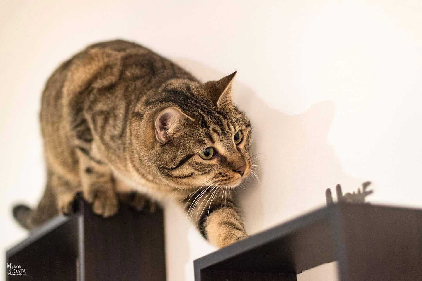 L'instant chat - Cat café photo 2