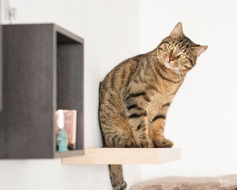L'instant chat - Cat café photo 8