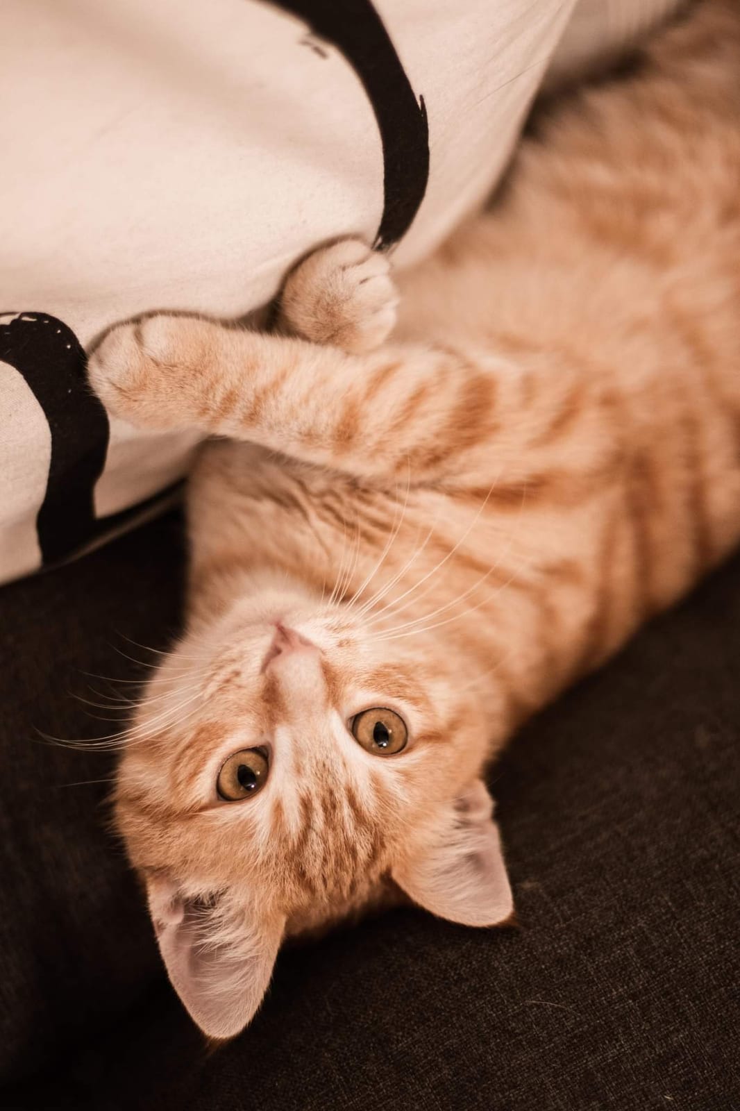 L'instant chat - Cat café photo 4