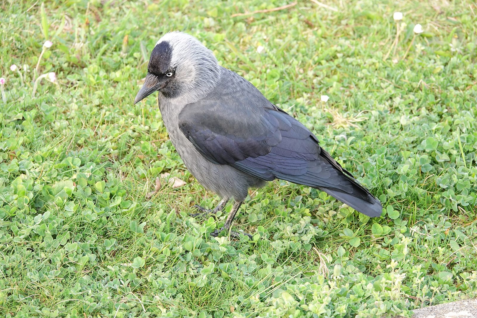 Le cricetus