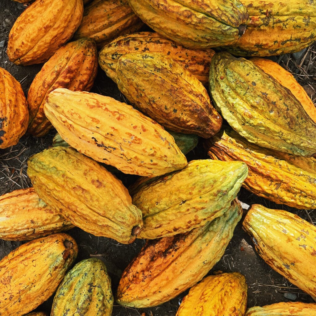 Chocolaterie Auzou