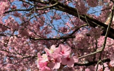 Hanami Teatime photo 3