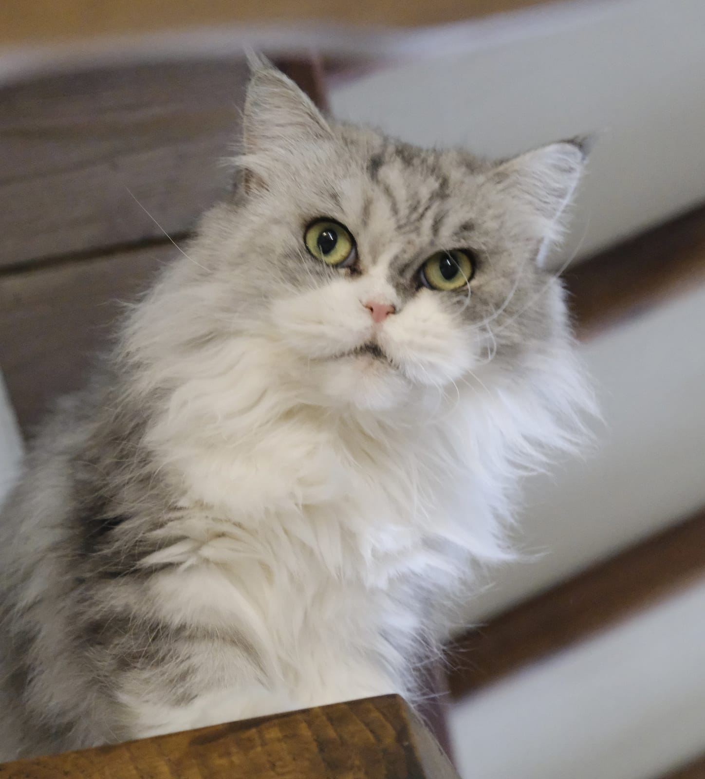 Café Miaou photo 9