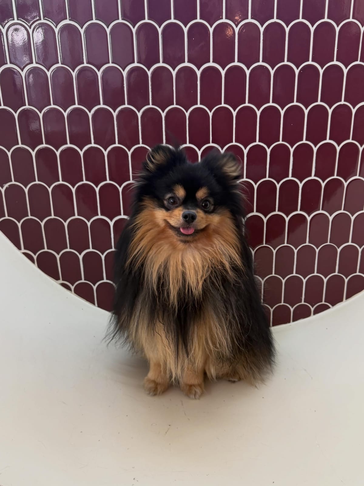 Casa del Doggo photo 7