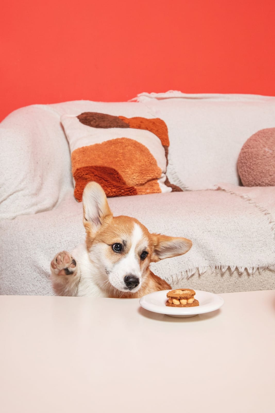 Casa del Doggo photo 4