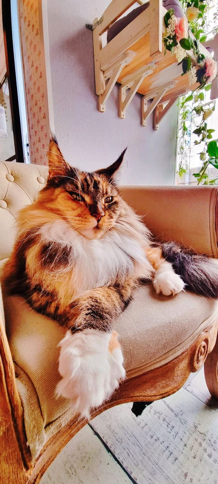 La Maison des Chats photo 8