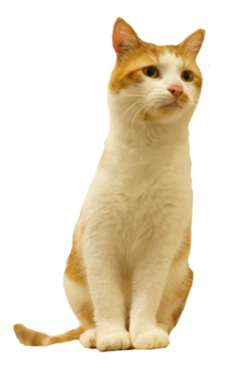 Le Tchatons