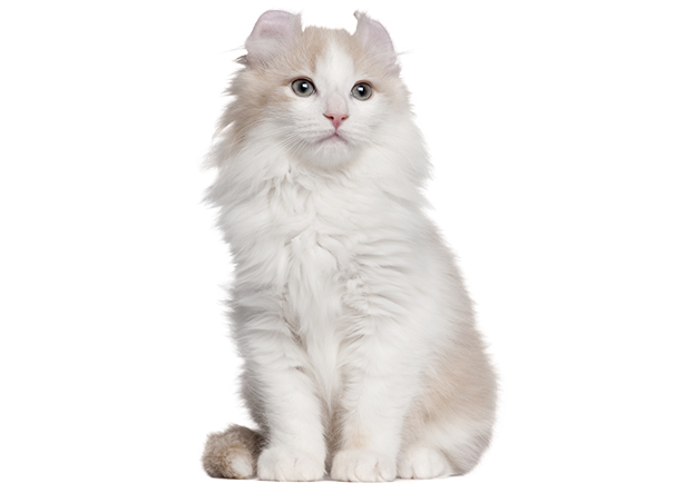 Le Tchatons photo 4