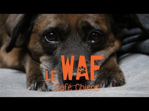 Le Waf photo 6
