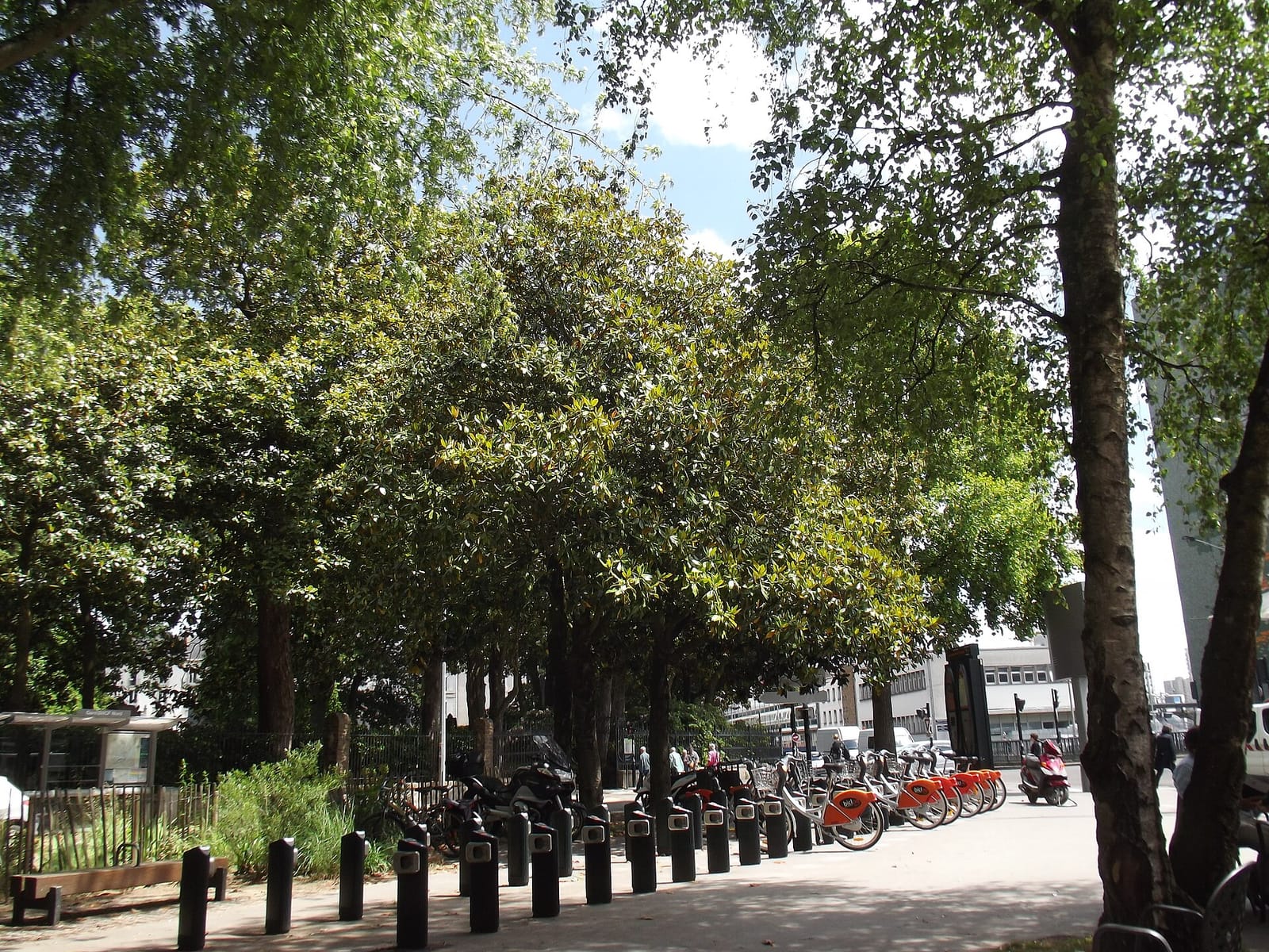 Café des Plantes photo 3