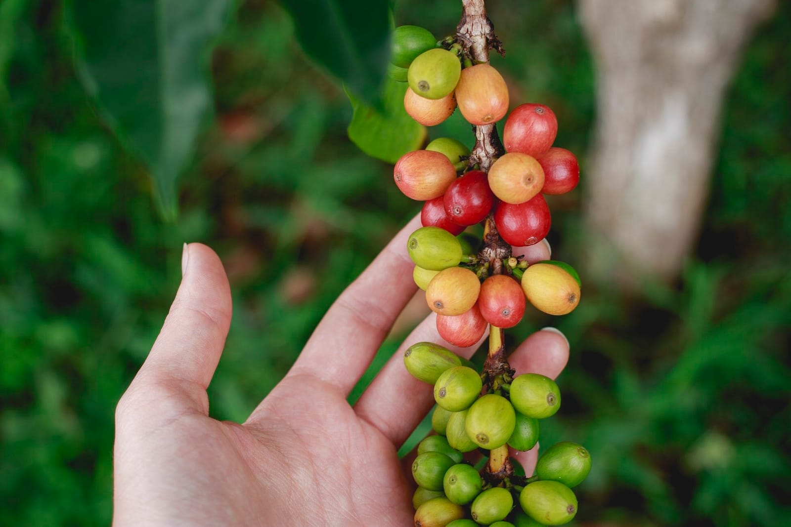 Velasquez and Van Wezel photo 7