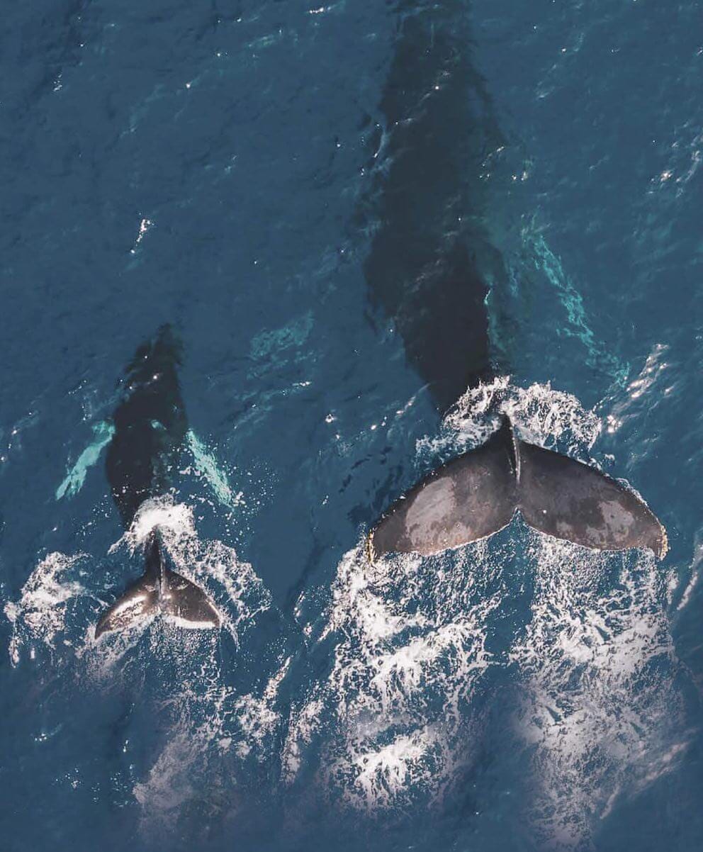 The Whale Tea photo 2