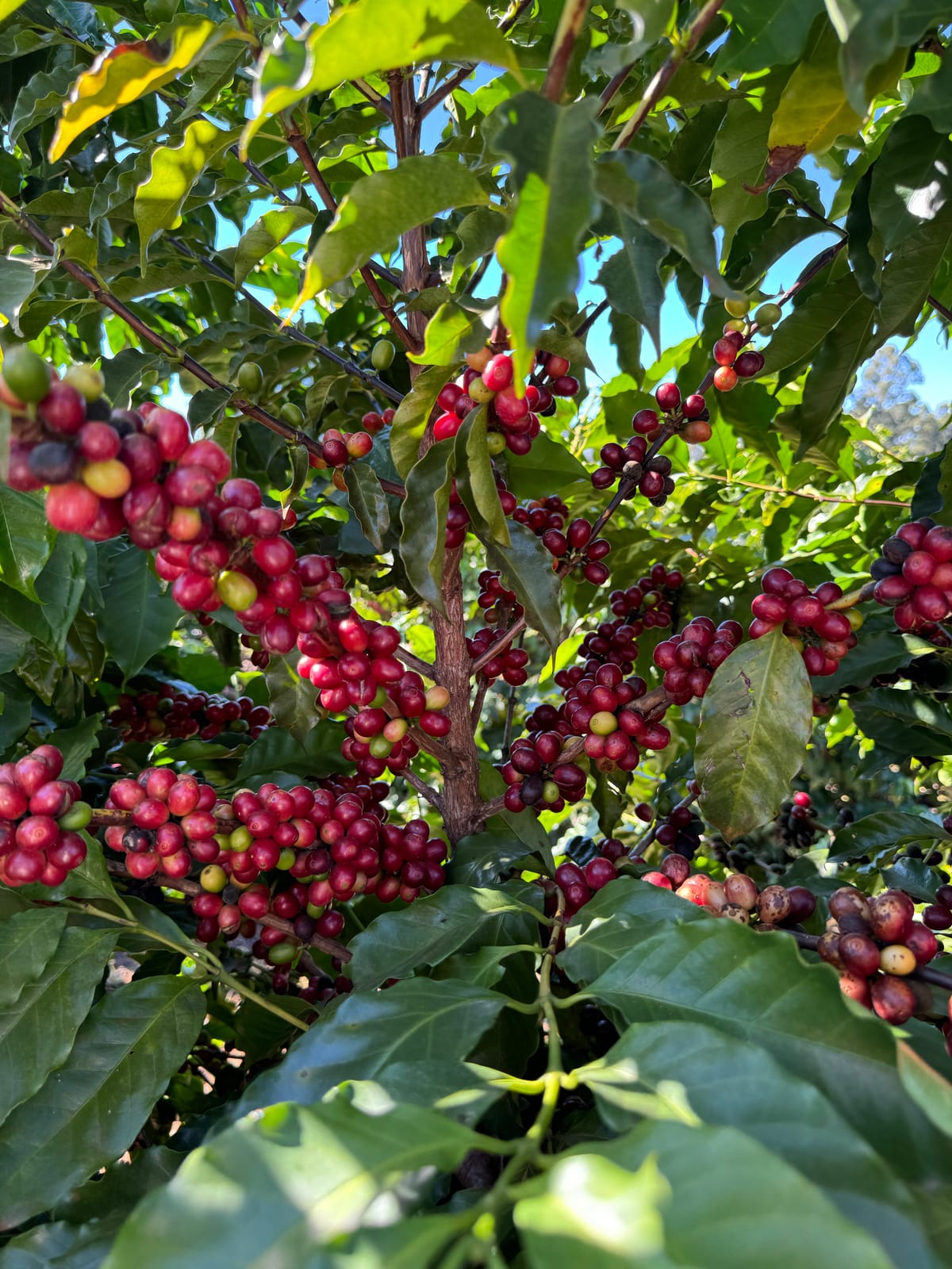 High Grade Coffee photo 3