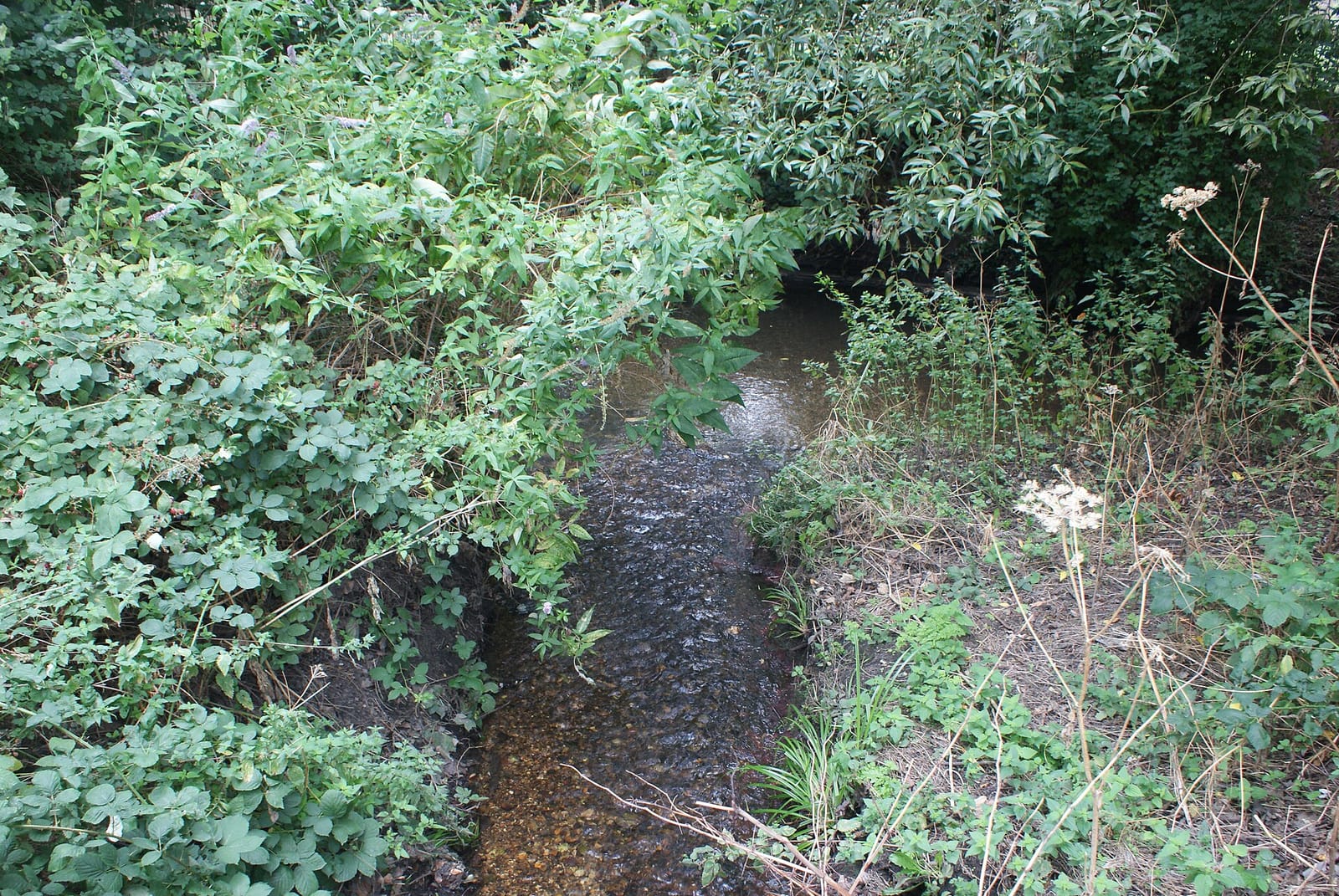 Gaff photo 5