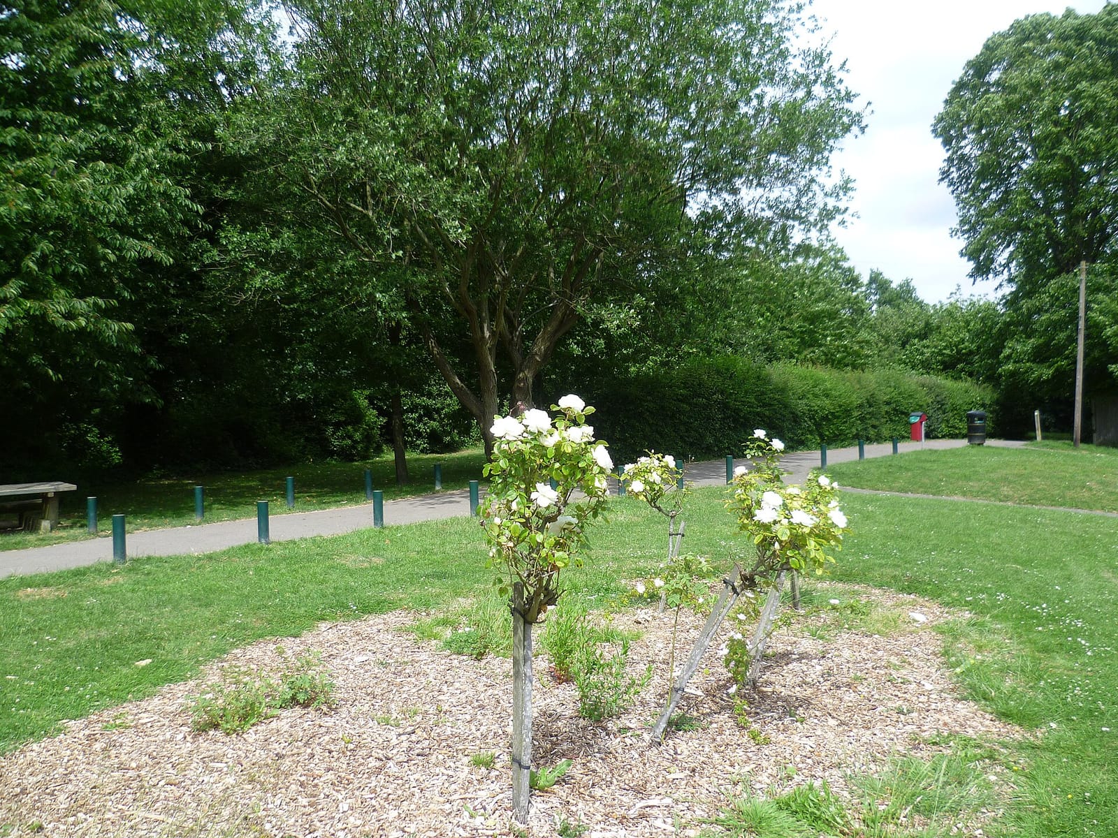 The Cherry Tree Cafe photo 2