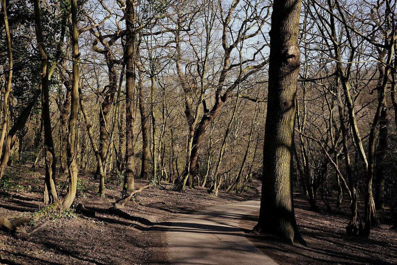 Queen's Wood Café photo 4