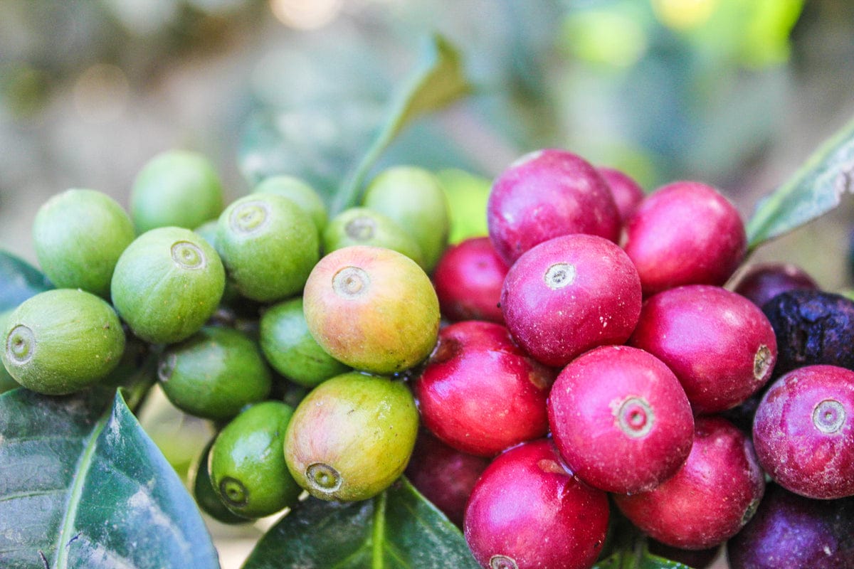 Sendero Specialty Coffee photo 3