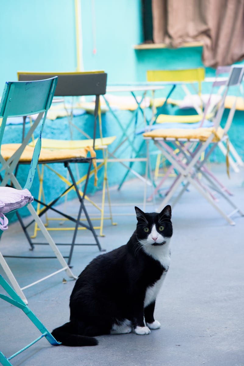 Cat Cafe Athens photo 3
