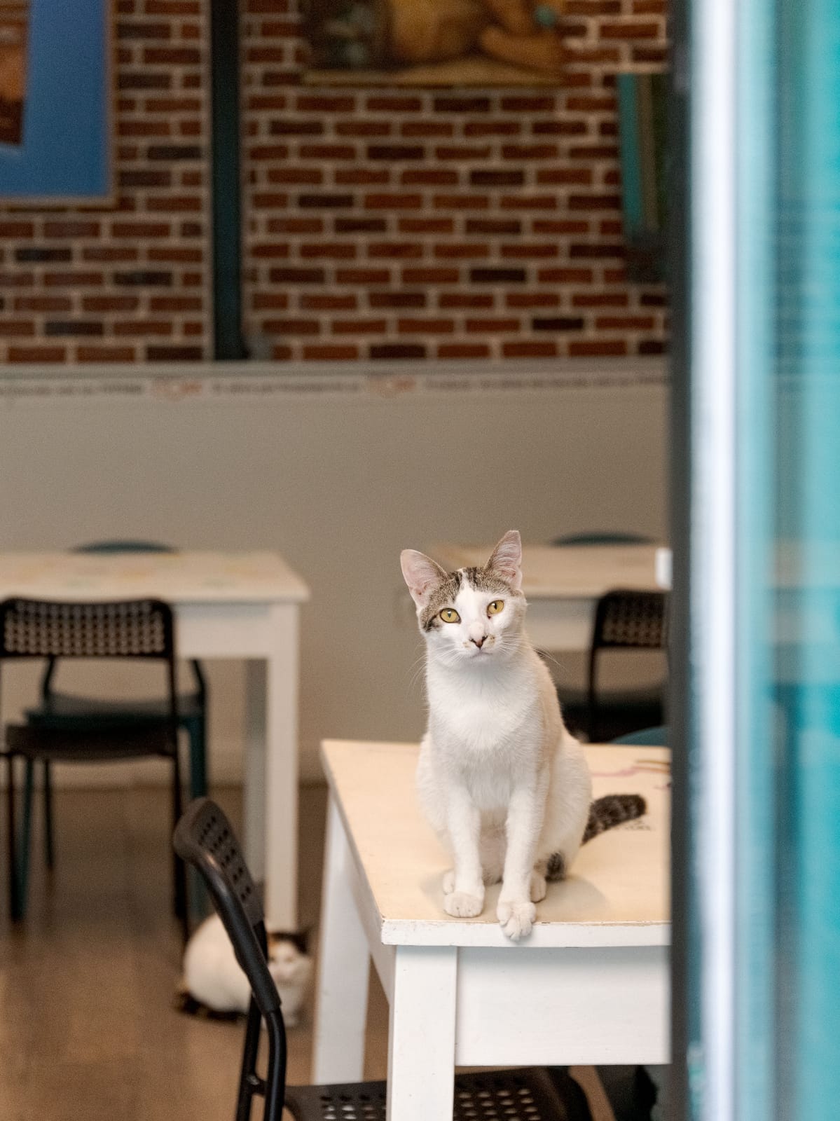 Cat Cafe Athens photo 4