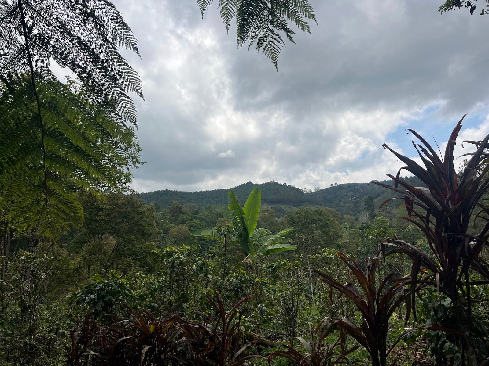 Coffee Tour Chicoj