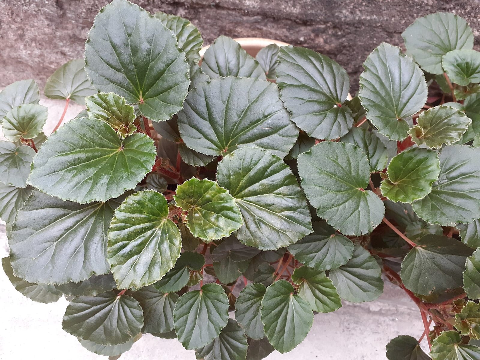 Elephant Grounds photo 2