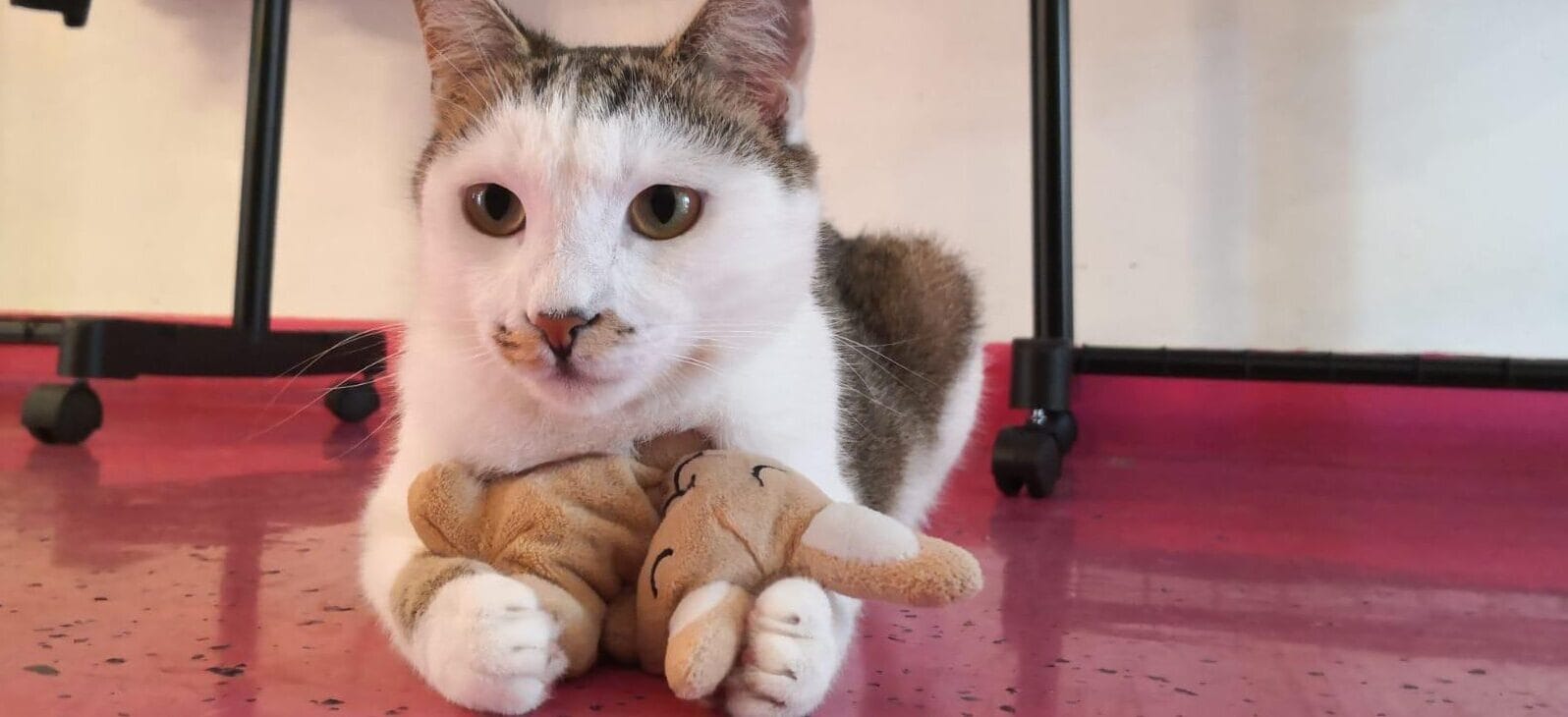 Cat Caffe